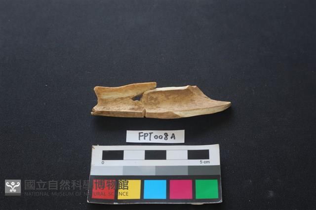 偶蹄類動物骨藏品圖，第2張