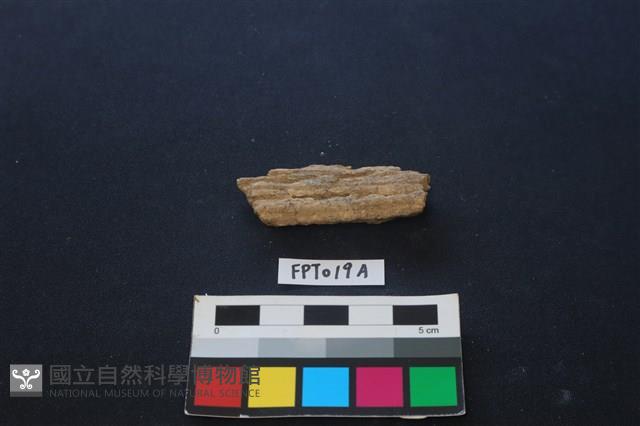 鹿骨藏品圖，第2張
