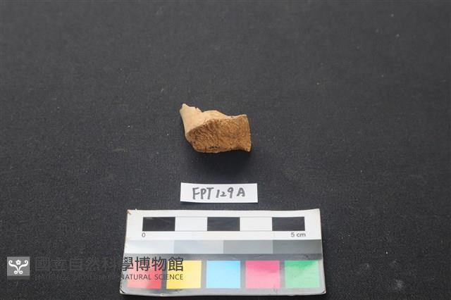 偶蹄類動物骨藏品圖，第2張