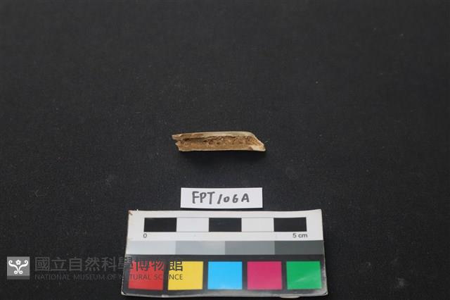 偶蹄類動物骨藏品圖，第2張