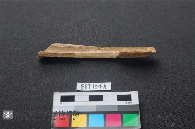 偶蹄類動物骨藏品圖，第2張