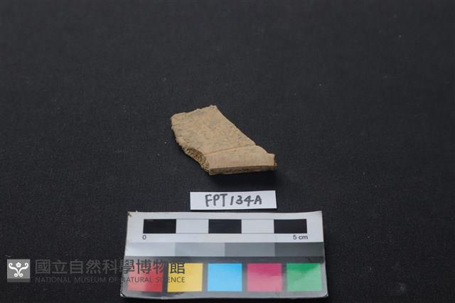 龜骨藏品圖，第2張