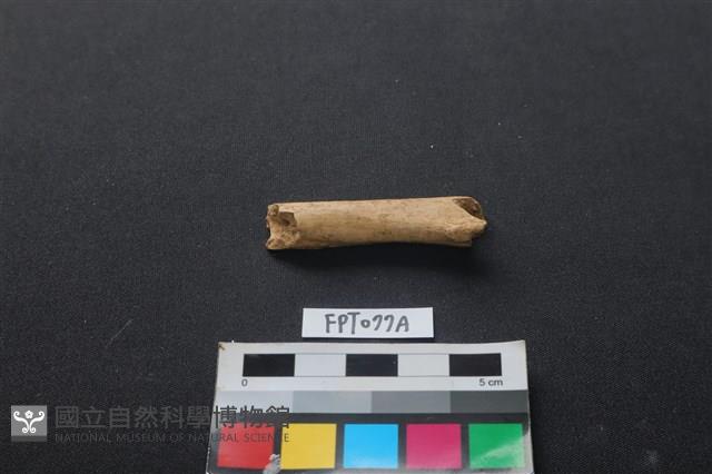 哺乳類動物骨藏品圖，第2張