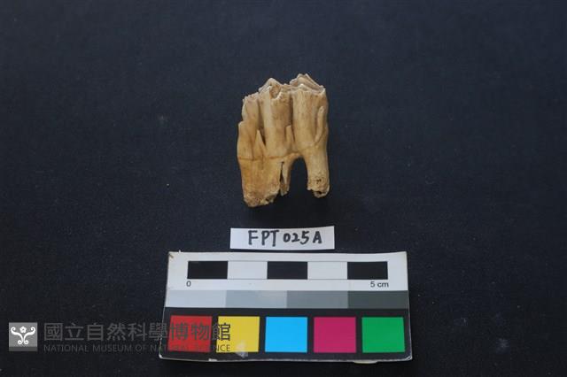 鹿骨藏品圖，第2張