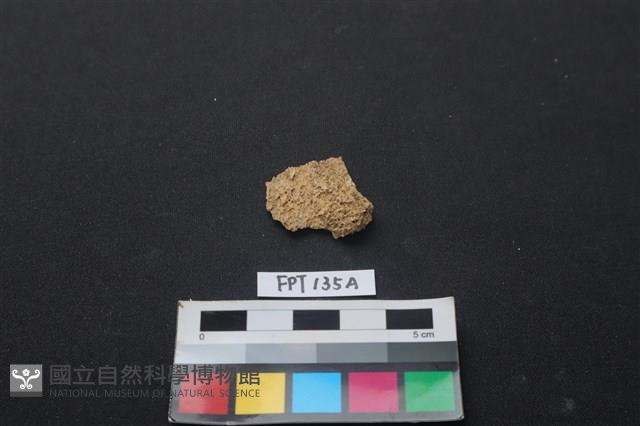 獸骨藏品圖，第2張