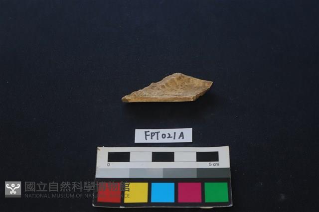 偶蹄類動物骨藏品圖，第2張