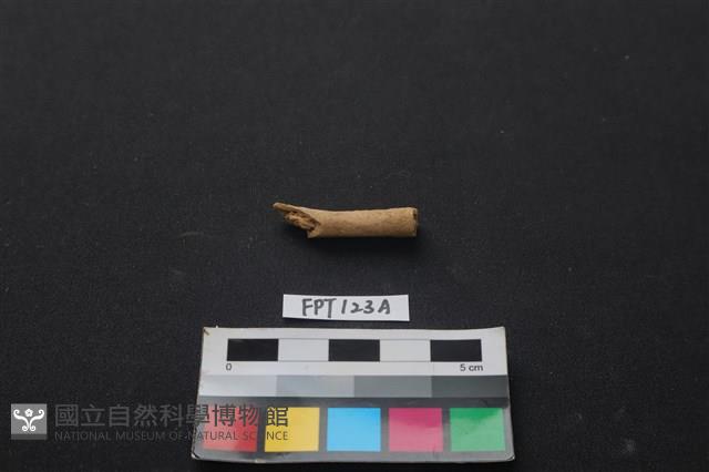 獸骨藏品圖，第2張