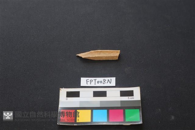 偶蹄類動物骨藏品圖，第2張