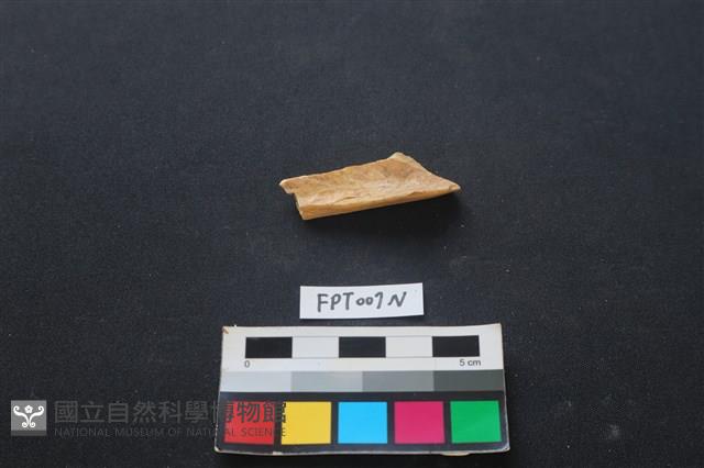 偶蹄類動物骨藏品圖，第2張