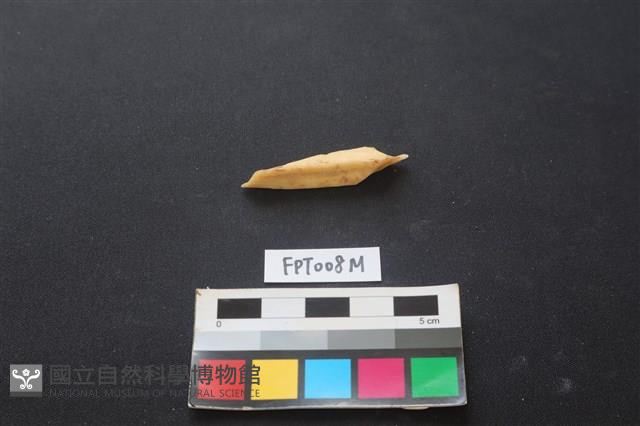 偶蹄類動物骨藏品圖，第2張