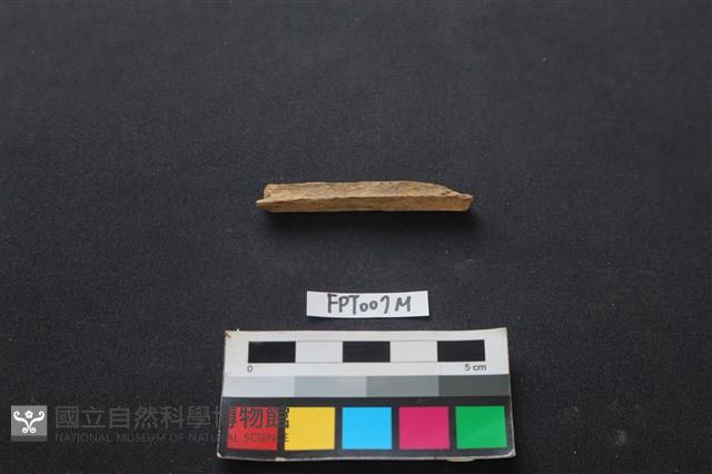 偶蹄類動物骨藏品圖，第2張