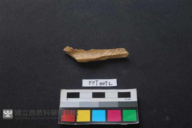 偶蹄類動物骨藏品圖，第2張