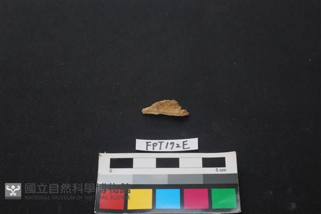 偶蹄類動物骨藏品圖，第2張