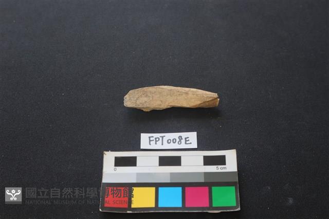偶蹄類動物骨藏品圖，第2張