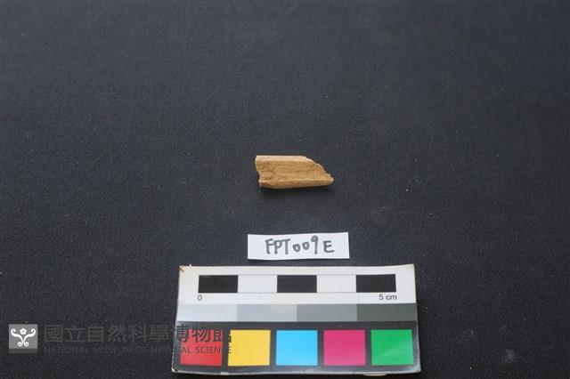 偶蹄類動物骨藏品圖，第2張