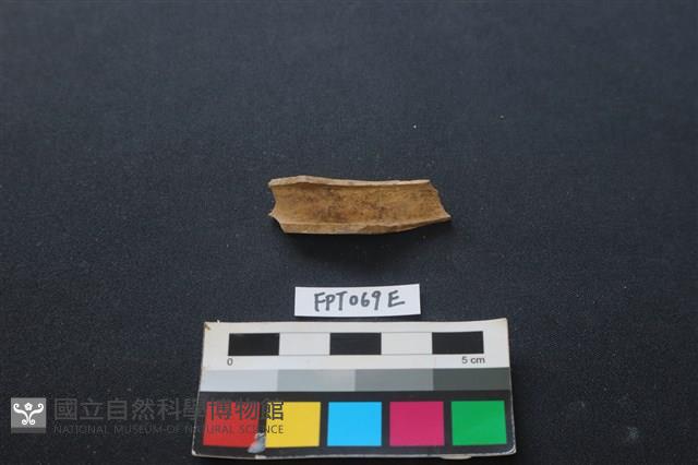 偶蹄類動物骨藏品圖，第2張