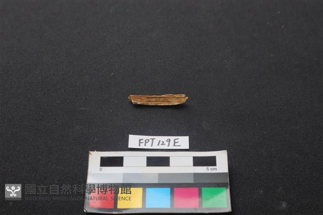 偶蹄類動物骨藏品圖，第2張