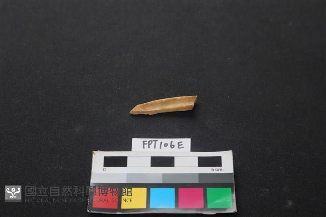偶蹄類動物骨藏品圖，第2張