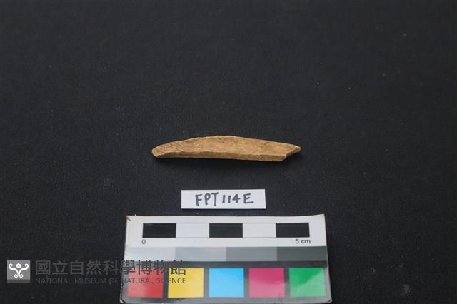 偶蹄類動物骨藏品圖，第2張