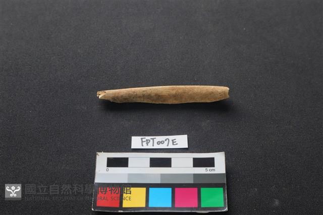 偶蹄類動物骨藏品圖，第2張