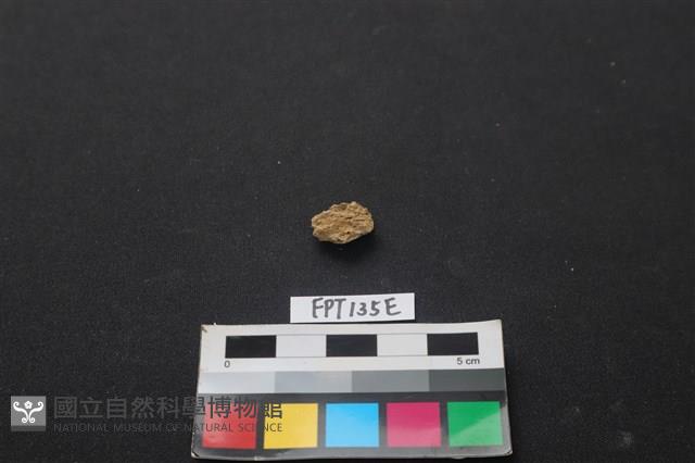 獸骨藏品圖，第2張