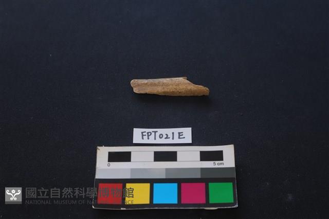 偶蹄類動物骨藏品圖，第2張