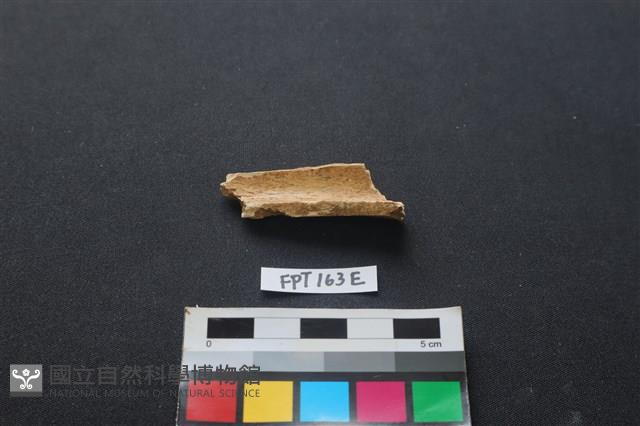 偶蹄類動物骨藏品圖，第2張