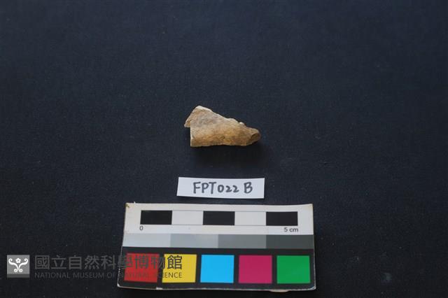 偶蹄類動物骨藏品圖，第2張