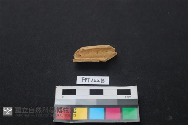 偶蹄類動物骨藏品圖，第2張