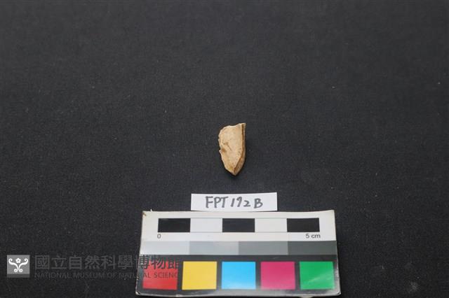 偶蹄類動物骨藏品圖，第2張