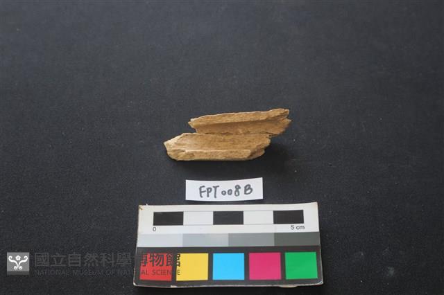 偶蹄類動物骨藏品圖，第2張