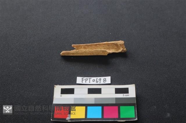 偶蹄類動物骨藏品圖，第2張