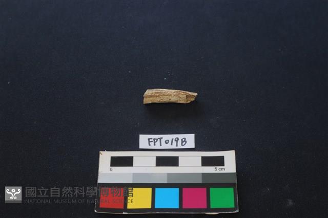 鹿骨藏品圖，第2張