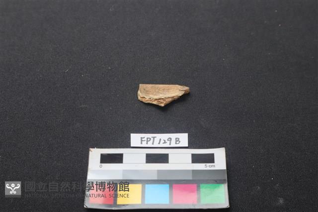 偶蹄類動物骨藏品圖，第2張