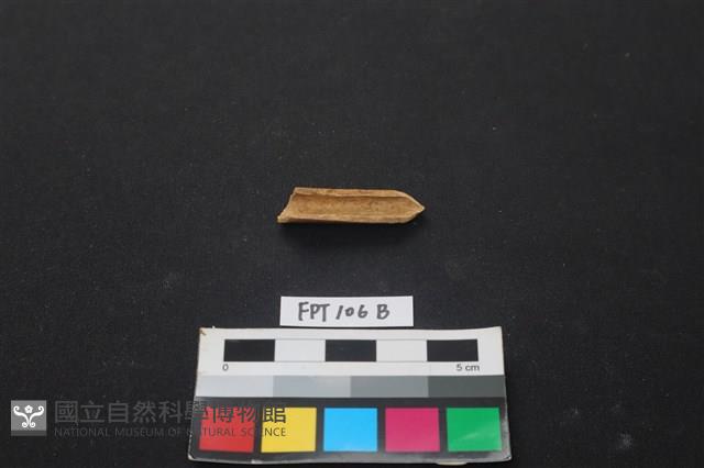 偶蹄類動物骨藏品圖，第2張