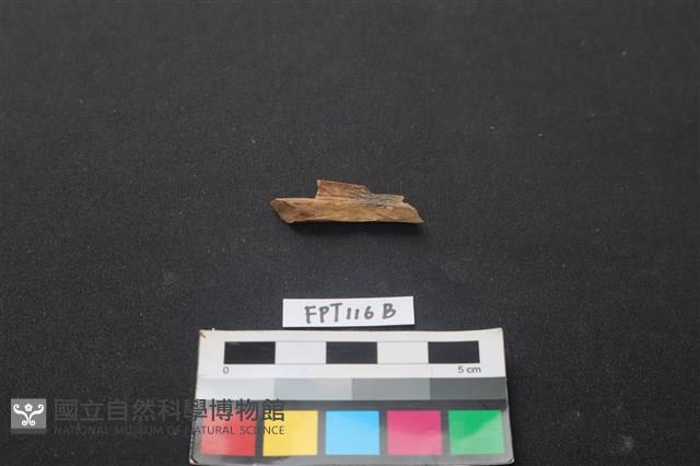 偶蹄類動物骨藏品圖，第2張