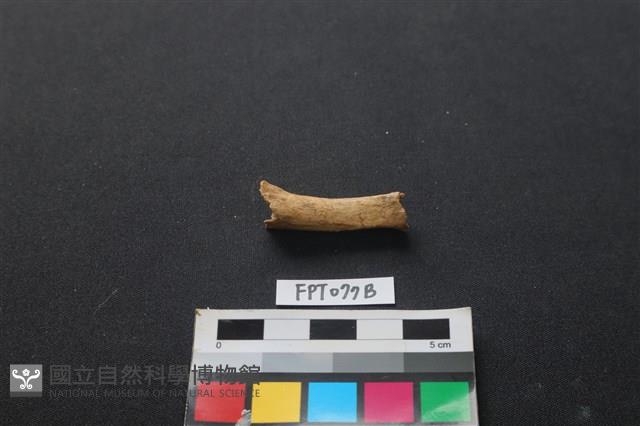 哺乳類動物骨藏品圖，第2張