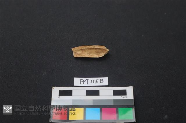 偶蹄類動物骨藏品圖，第2張