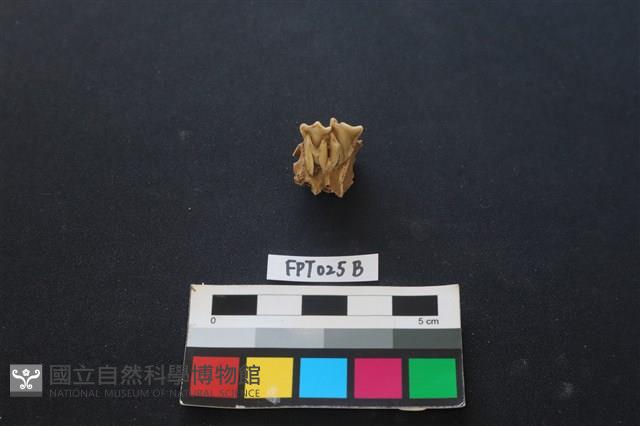 鹿骨藏品圖，第2張