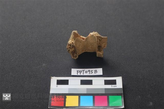 偶蹄類動物骨藏品圖，第2張