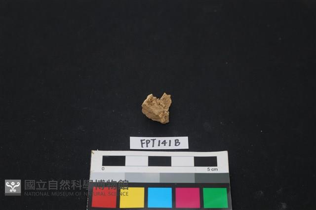 哺乳類動物骨藏品圖，第2張