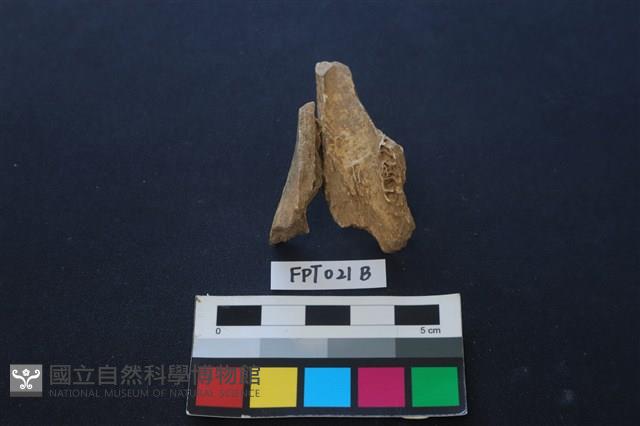 偶蹄類動物骨藏品圖，第2張
