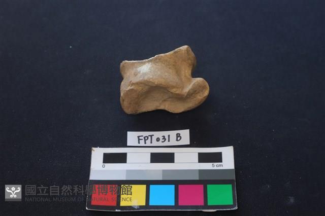 鹿骨藏品圖，第2張