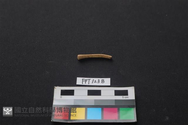 獸骨藏品圖，第2張
