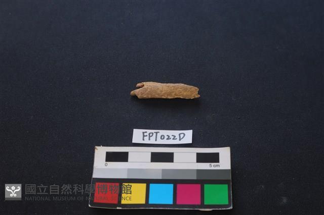 偶蹄類動物骨藏品圖，第2張