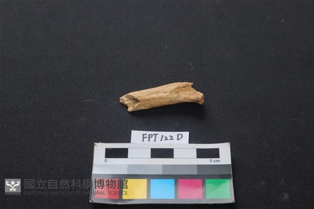 偶蹄類動物骨藏品圖，第2張