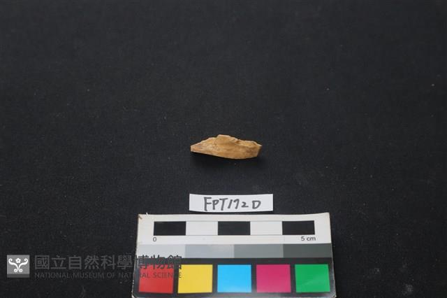 偶蹄類動物骨藏品圖，第2張