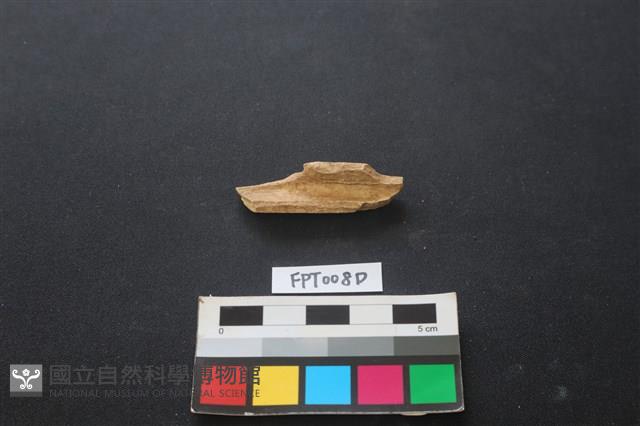 偶蹄類動物骨藏品圖，第2張