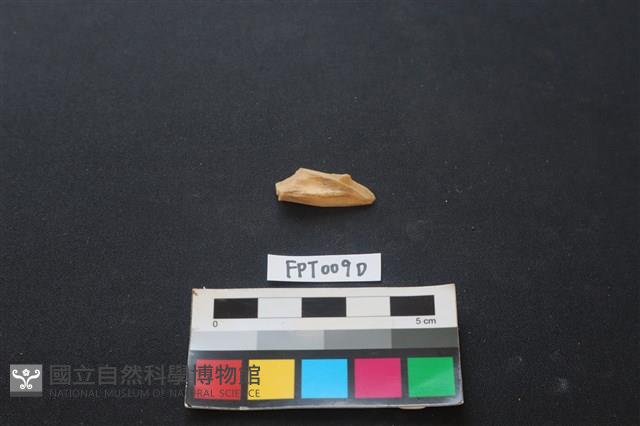 偶蹄類動物骨藏品圖，第2張