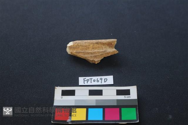 偶蹄類動物骨藏品圖，第2張